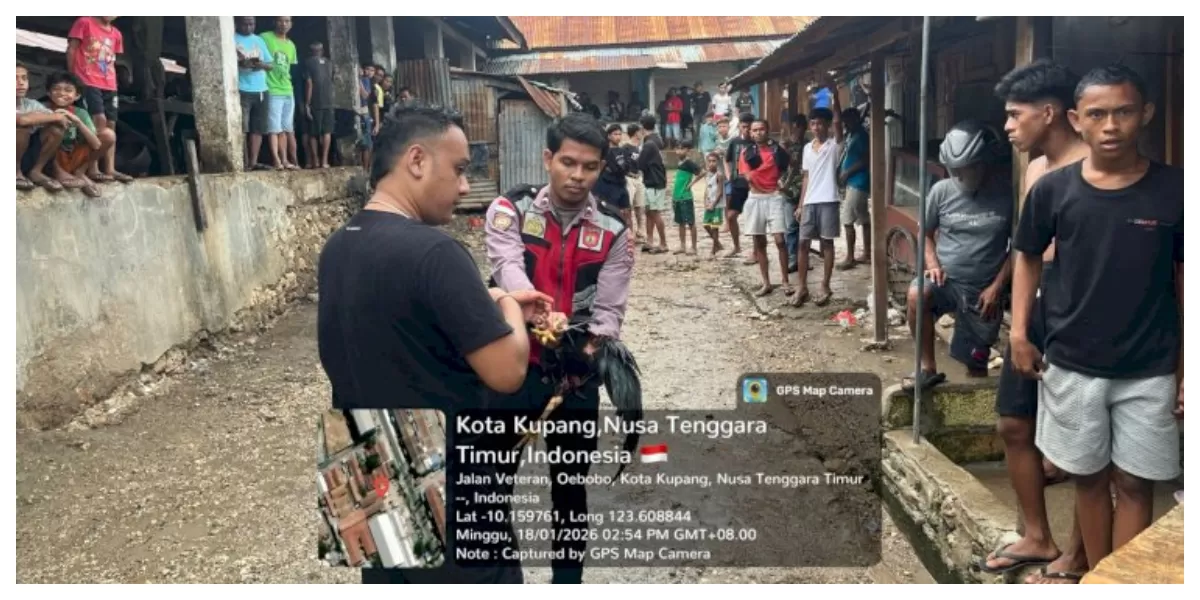 Petugas Satsamapta Polresta Kupang Kota mengamankan ayam jantan sebagai barang bukti usai membubarkan aktivitas judi sabung ayam di Pasar Oebobo, Kota Kupang. (Foto TBN Polresta Kupang Kota)