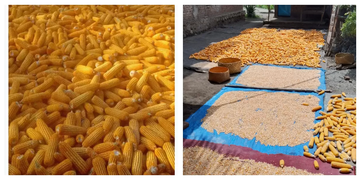 Panen perdana jagung hibrida Kelompok Tani Pondok Daun di Desa Muruone, Kecamatan Ile Ape, Lembata, dengan hasil 3,2 ton dari lahan 1,5 hektare. (Foto/ BN)
