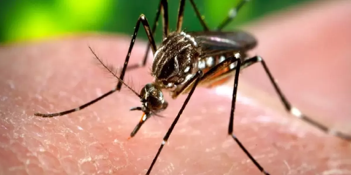 Ilustrasi nyamuk penyebab Malaria.