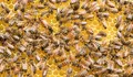 10 Manfaat Serta Berbagai Kandungan Pada Bee Pollen dan Royal Jelly Menurut dr. Zainul Akbar