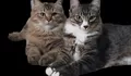 18 Tanda-Tanda Kucing Sakit, Waspada Jika Ada Tanda-Tanda Ini Pada Kucingmu di Rumah!
