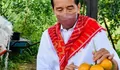 Presiden Jokowi Pernah Dikirimi 3 Ton Jeruk dari Desa Kuta Mbelin Kecamatan Laubelang Kabupaten Karo 
