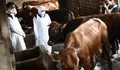 Amankah Mengonsumsi Daging Sapi yang Terjangkit PMK, Ini Penjelasan Pakar...