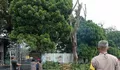 Hujan Deras Beserta Angin Kencang Menyebabkan Pohon Daerah Bogor Ciawi ditebang, Mengancam Keselamatan Warga