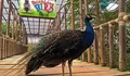 Palembang Bird Park, Destinasi Wisata yang Dipenuhi Satwa Unik dan Lucu