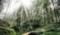 Rekomendasi Destinasi Wisata Prabalintang Danasari di Tegal, Berlokasi di Hutan Pinus Yang Sejuk!