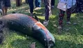 Ikan Naga Raksasa Khas Sungai Amazon Muncul di Kamboja