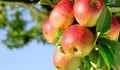 Manfaat Buah Apel Untuk Kesehatan