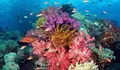 Yuk Intip Keindahan Destinasi Wisata Bunaken di Sulawesi Utara, 'Surganya Biota Laut di Indonesia'