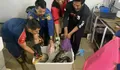 Ular Sanca sepanjang empat meter ngumpet dalam saluran air rumah warga di Bogor
