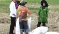 Cek Harga Gabah, Presiden Hampiri Petani