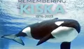 Paus Orca Bernama Kiska Mati di MarineLand Canada