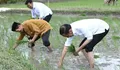 Tanam Padi Bersama Petani, Presiden Minta Pemakaian Pupuk Organik Dikembangkan