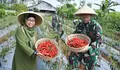 Jelang Lebaran Idul Fitri Kodim 0736 Batang Panen Cabe Merah Besar, Pj Bupati: Langkah Nyata Tekan Inflasi