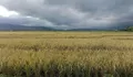 Indah Panorama Padi Sawah Kawasan Persawahan Iteng Manggarai Flores NTT  Sebelum Panen