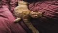 Ternyata Posisi Tidur Kucing Memiliki Arti Loh, Yuk Kita Cek!