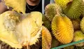 Makan Durian All You Can Eat di Bogor Harga Ramah di Kantong Makan Sepuasnya di Durian Keliling Indonesia