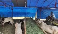 Pedagang Kambing Kurban di Kota Kendal Mengeluh Permintaan Turun