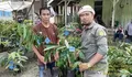 Kementerian Pertanian Bangun Kampung Hortikultura di Luwu Utara, Ini Lokasinya