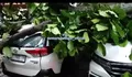 Kendaraan Rusak Tertimpa Pohon Tumbang di Bogor Bakal Diperbaiki Pemkot, Begini Syarat dan Ketentuannya