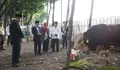 Segini Berat Sapi Kurban Menteri Agama yang Diserahkan ke Masjid Istiqlal