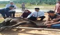 Polres Labusel Sembelih 10 Ekor Hewan Qurban Idul Adha 1444 H
