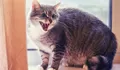 Kenali 6 Ciri Kucing Tidak Suka dengan Manusia, Nomor 5 Terkadang Dilupakan Pemelihara