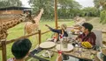 Wisata di Puncak Bogor, Bisa Makan Bareng Jerapah di Royal Safari Garden, Lho! Cek Harga dan Caranya