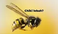 Arti Chiki Lebah, Sayur Kakek Kakek Tua, Telur Mata Kedip, Wafer Jerawat, Ini Jawaban Teka-teki MPLS atau MOS