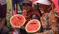 Panen Raya Semangka Desa Bango, Bupati Demak Dorong Petani Beralih ke Pupuk Organik