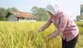 Pemkab Purwakarta Ingin Jamin Ketersediaan Pupuk buat Petani, Ini Caranya