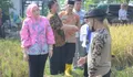 Panen 7 Ribu Ton Beras, Kabupaten Purwakarta Jadi Andalan Penghasil Padi Nutri Zinc untuk Cegah Stunting