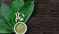 Menuju Masa Depan Tata Kelola Niaga Kratom, Moeldoko Dorong BRIN Riset Komprehensif