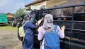 Belasan Hewan Sapi Ditemukan Terjangkit Penyakit Mulut Dan Kuku