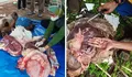 Dinas Pertanian Temukan Lima Ekor Sapi Kurban, Terjangkit Cacing Pita