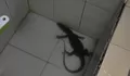 Sepekan! Tiga Ekor Biawak Teror Rumah Warga di Bogor