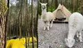 Tangkal Pinus Jayagiri Lembang, Destinasi Wisata Camping Nan Unik, Bisa Main Bareng Alpaca di Tengah Hutan
