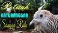 Ciri Khas dan Mitos Burung Perkutut Songgo Ratu, Katuranggan Istimewa Pembawa Aura Positif, Favorit Leluhur