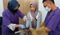 Marak Serangan Hewan Peliharaan Mamalia Karnivora, Dislutkanak Batang Gelar Vaksinasi