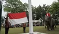 Momen Langka, Tiga Ekor Gajah Sumatera di Riau Jadi Petugas Upacara HUT ke-78 RI 