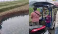 Sawah Tiba-Tiba Ambles, Sinkhole di Situjuah Limo Nagari Jadi Tontonan Warga, Air Berubah Biru Kehijauan