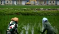 Prabowo Rem Sawah Beralih Fungsi jadi Perumahan, Negara Tak Mau Kehilangan Lumbung Pangan