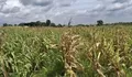 Ladang Jagung Ketahanan Pangan Gibran di Tangerang Kini Terbengkalai dan Dipenuhi Rumput Liar, Pengelola Ungkap Alasannya