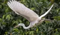 Pernah Dianggap Ancaman Sawah, Burung Kuntul Justru Mengangkat Desa Ketingan Sleman Jadi Desa Wisata Unggulan