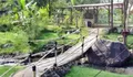 Ingin Liburan Murah Bernuansa Alam? Desa Wisata Sambi Sleman Hadirkan Sawah, Sungai, Budaya Lokal, dan Aktivitas Keluarga