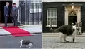Momen Menggemaskan Prabowo Disambut Larry the Cat saat Kunjungan ke Inggris, Publik Bandingkan Gaya Hidup Kucing Legendaris dengan Bobby Kertanegara