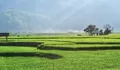 Bukan Liburan Biasa, Desa Wisata Adat Kemiren Banyuwangi Ajak Wisatawan Mengenal Adat dan Budaya, Seperti Kembali ke Zaman Dulu