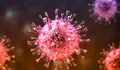 Waspada Virus Nipah: Ancaman Zoonosis Mematikan yang Perlu Diantisipasi Tanpa Kepanikan