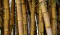 Desa Wisata Brajan Sleman, Sentra Kerajinan Bambu dengan Aktivitas Edukatif dan Kesenian Tradisional