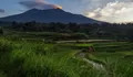 Misteri Dewi Sri: Dari Telur Sakral hingga Jelmaan Ular Sawah, Inilah Legenda Kesuburan yang Masih Dipercaya Petani Jawa